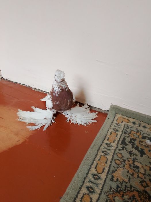 Голуби.капканы двухчубые