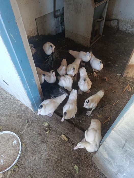 Продаются Индоутки