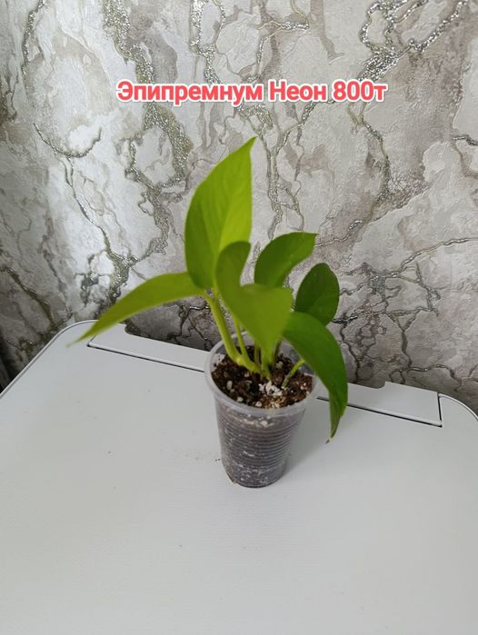 Эпипремнумы.  кжби