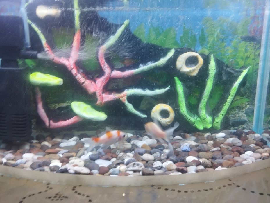 Akvarium komplekt ovalniy sotiladi