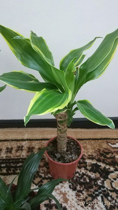 Три броя драцени в саксия