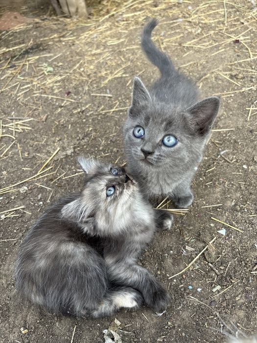 Отдам котят в добрые руки