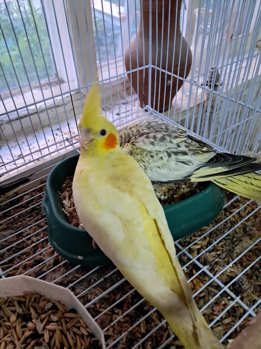 Продам птенцов карелл.жёлтые 20000тен.серые15000тен