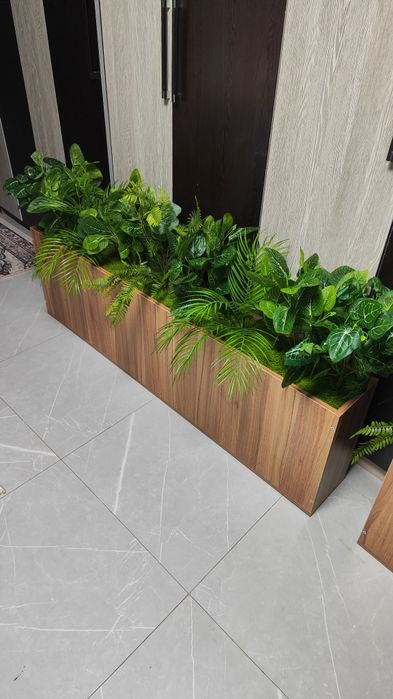 darxtlar gullar kashpo arzon narxlarda