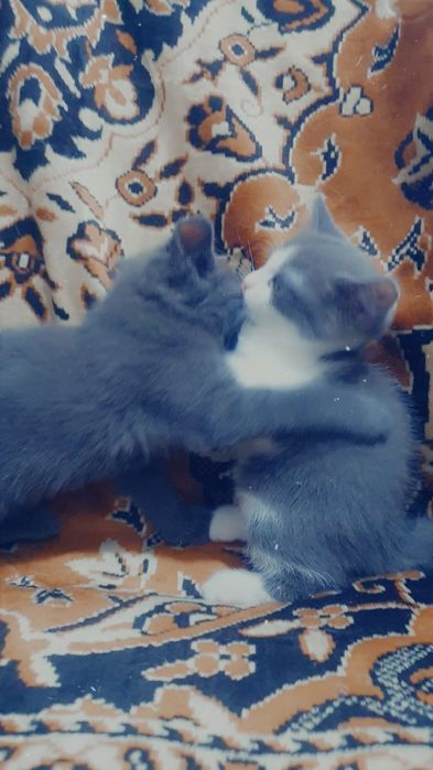 Котят в добрые ручки