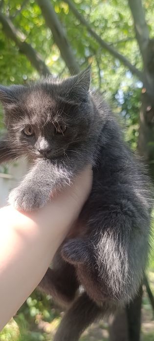 Отдам котят в хорошие руки