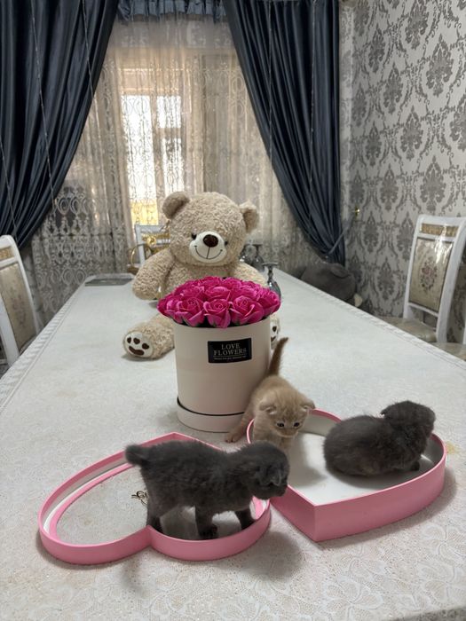 Породистые котят продается недорого