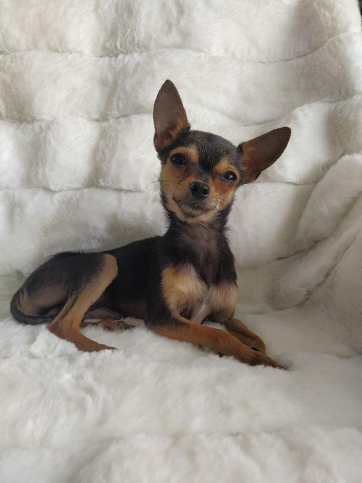 Вязка мини той терьера