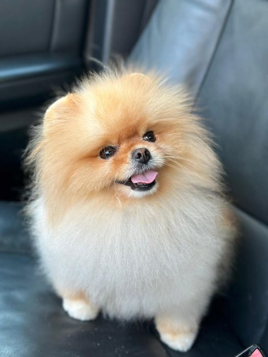 Потерялась собачка