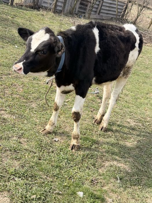 Junica holstein (baltata cu negru )