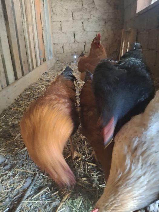 Петушки  молодые активные