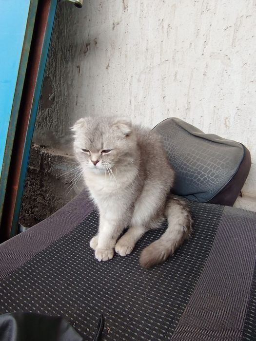 Шотландский мысық