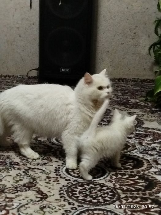 Zotdor mushuk bolalari 2oylik. Soğlom. Ipak tolali, Harakatchan,quvnoq