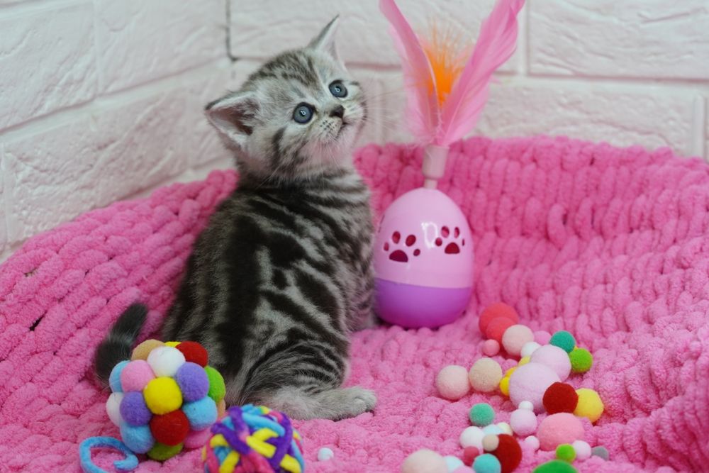 Шотландские  котята