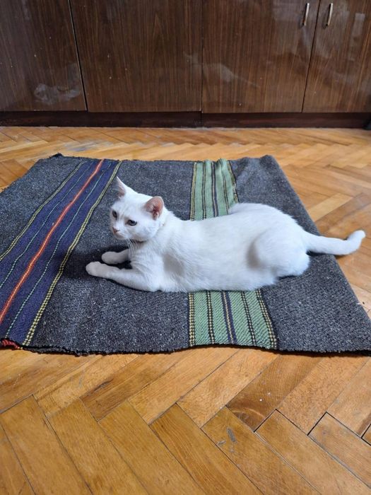 Битова черга, черна