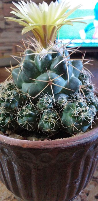 уход за растениями ,удобрение , пересадка, обрезка итд