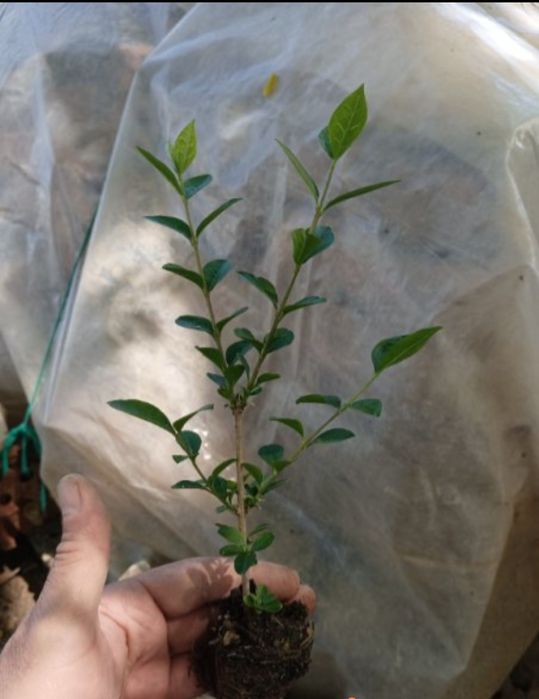 Лигуструм  в саксийки- жив плет