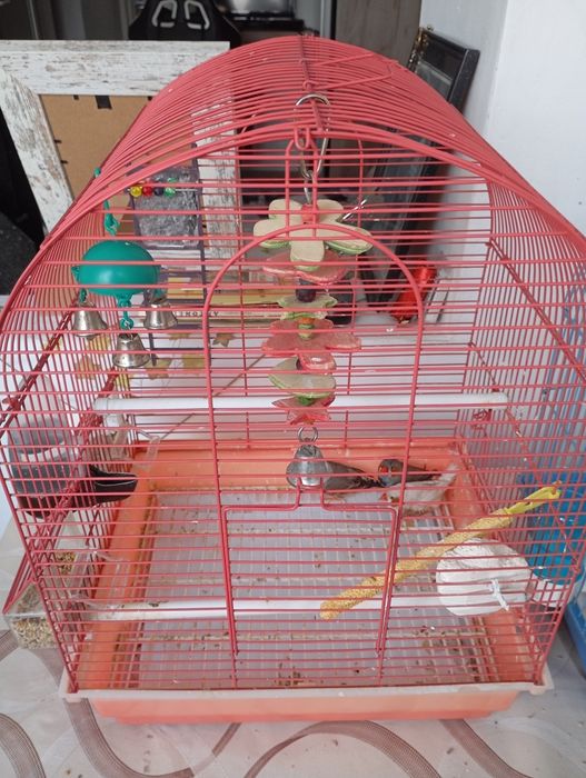 3 puiuti de zebra austriliana