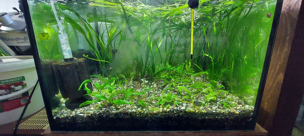 Pachet de acvarii si pesti