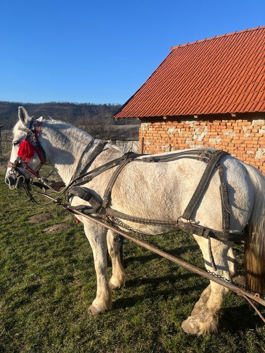 Vând iapă sură  foarte cuminte merge la caruță la călărit