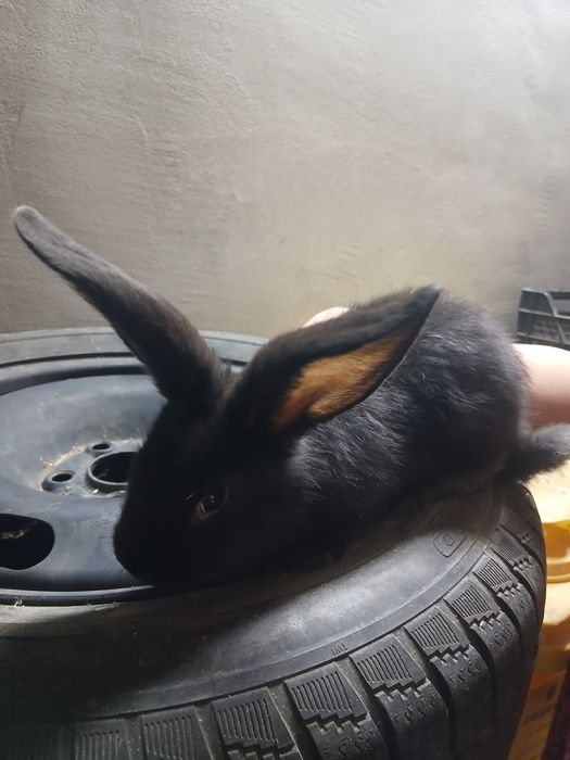 De vânzare iepuraş de 2 luni
