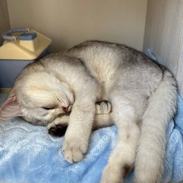 British shorthair silver shinshilla vyazka