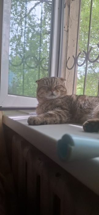 Кот пропал. Вознаграждение