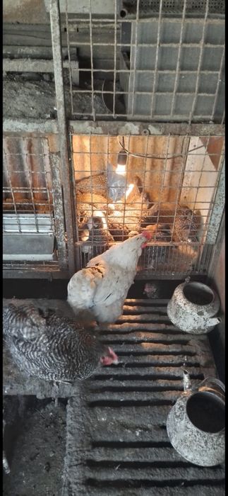 Продам домашних кур