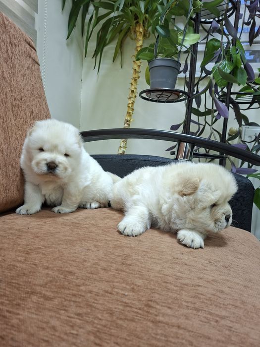 Чау чау женски...