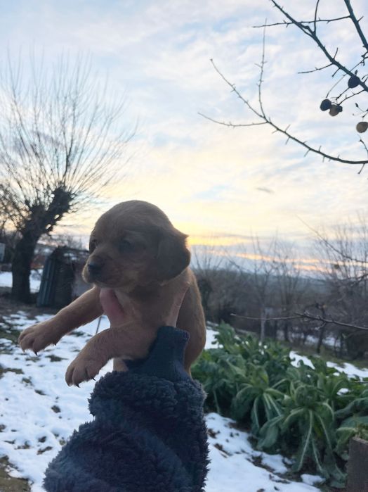 Кученца търсят нов дом