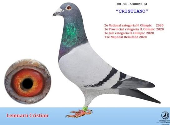 Porumbei voiajori  maraton cu pedigree