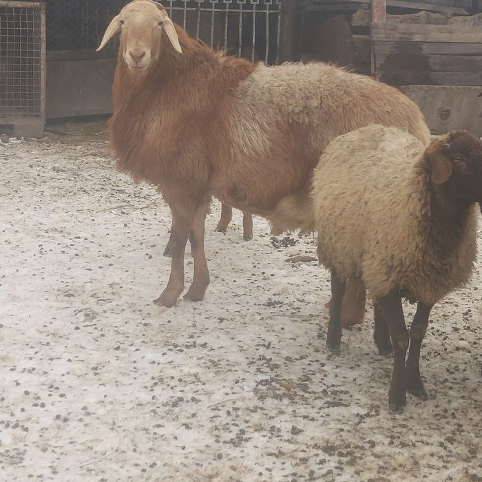 Арашан қошқар  аигыр сатылады