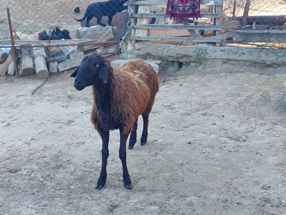 Жас бойдақ шаруа қой сатылады