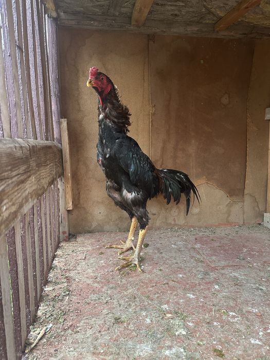 Кытай зат.қаны таза.