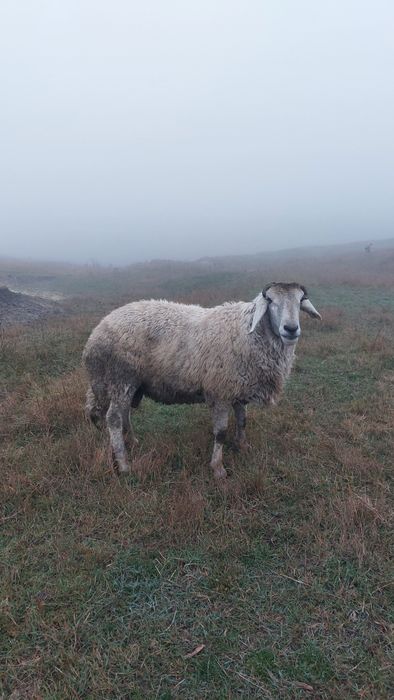 Berbec karakul de vânzare