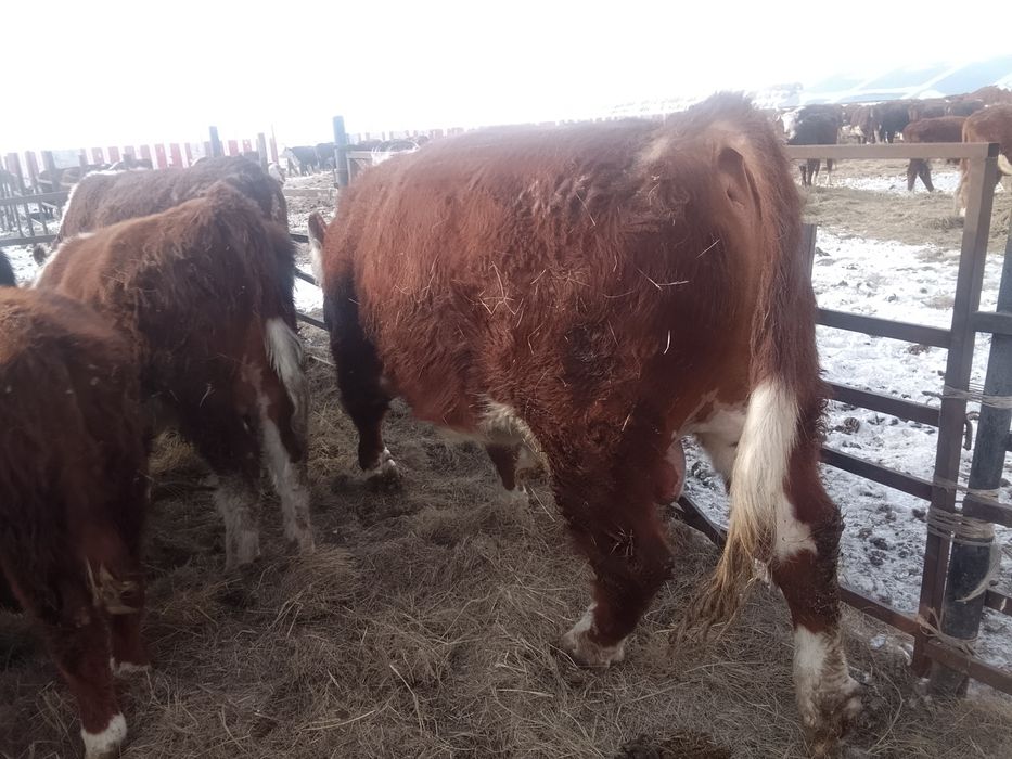 Продам Бык 1 категория