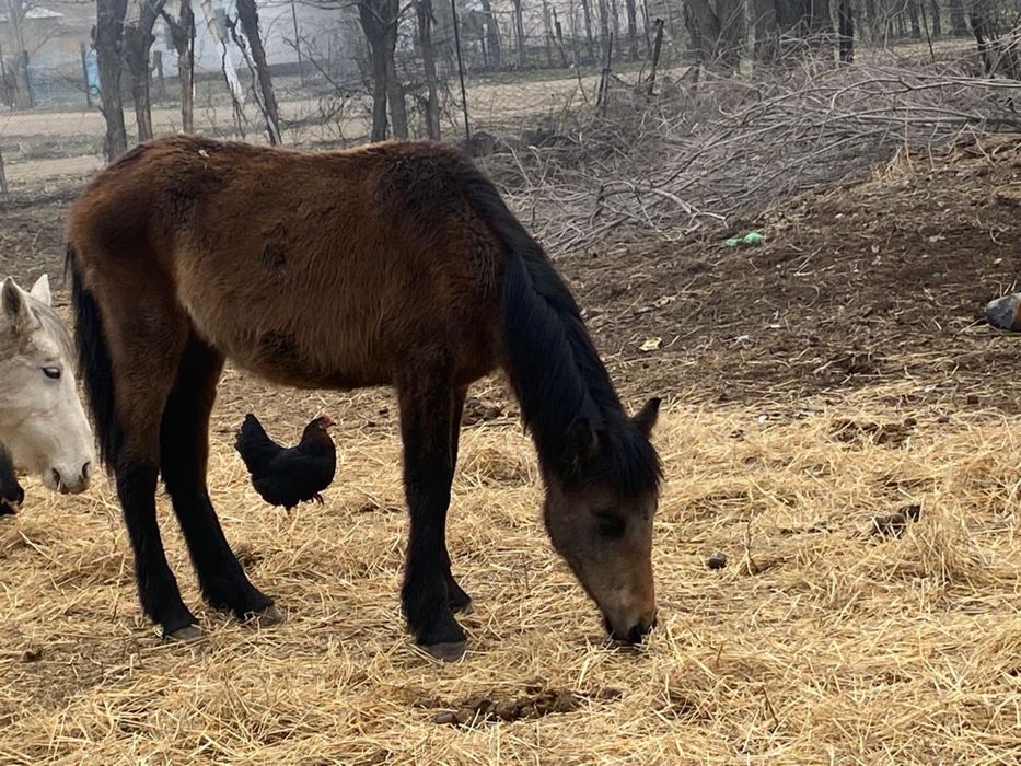 Еркек тайлар сатылады