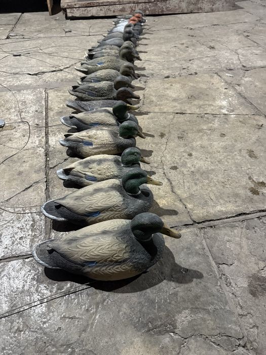 Продам утинные чучела