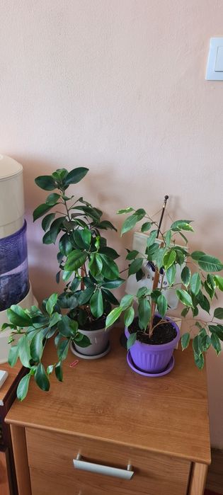 Две разкошни шарени шефлери и два бенджамина