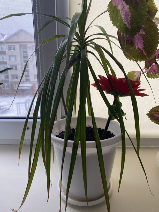 Продам комнатные растения