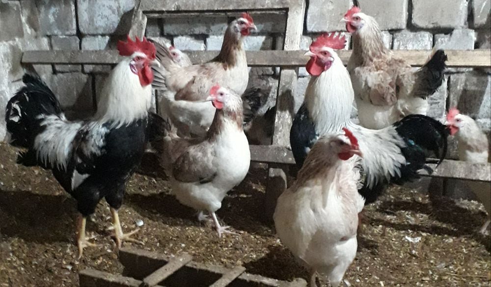 Продам инкубационное яйцо курей!