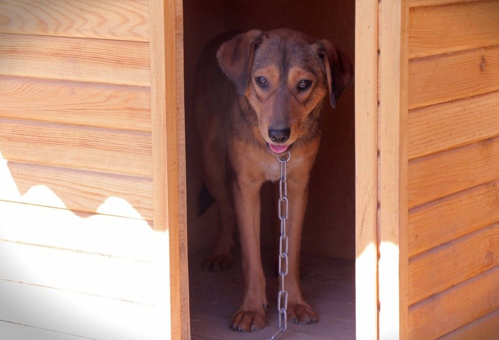 Приют для собак "Хвостатый рай" в Алматы