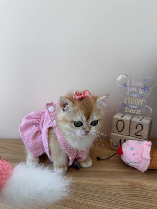 Котенок Британская Золотая Шиншилла