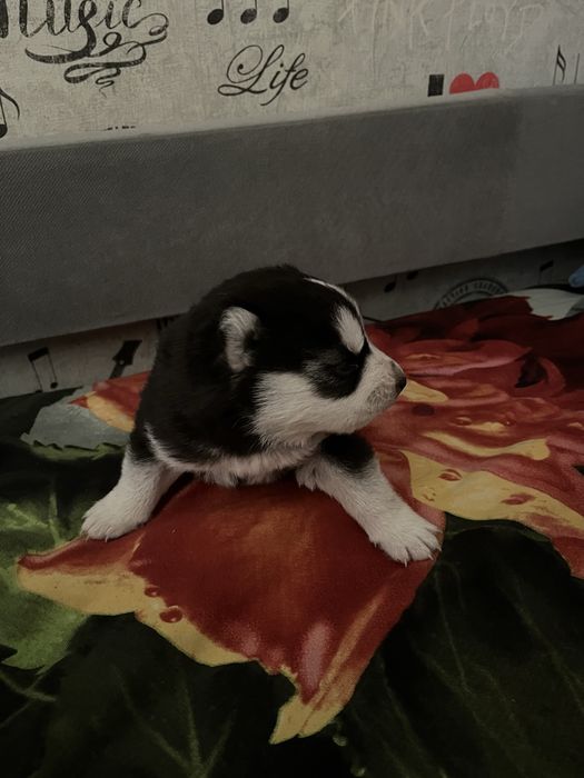 Продам щенков Сибирской хаски