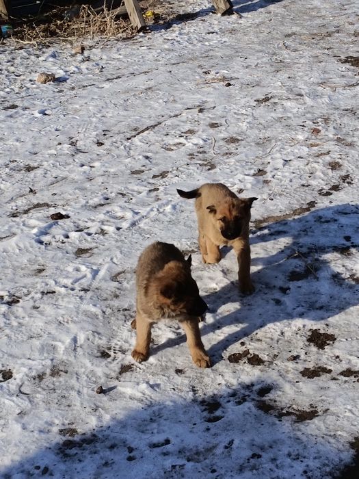 Продается щенки немецкой овчарки,.,