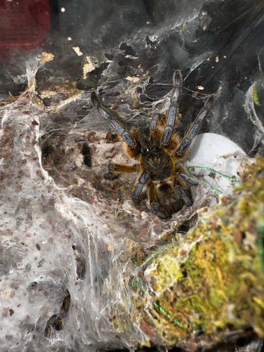 Tarantula Harpactica Pulchripes