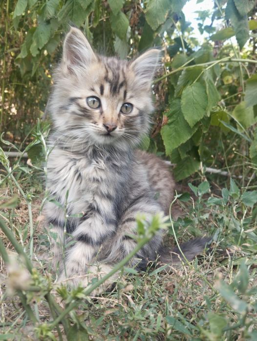 Котята бесплатно