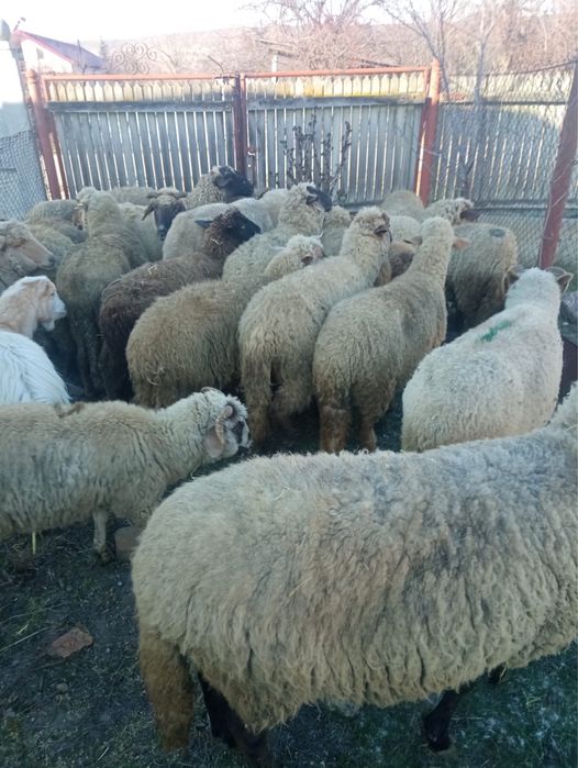 Vand 13 oi de gaiat sau de tinut