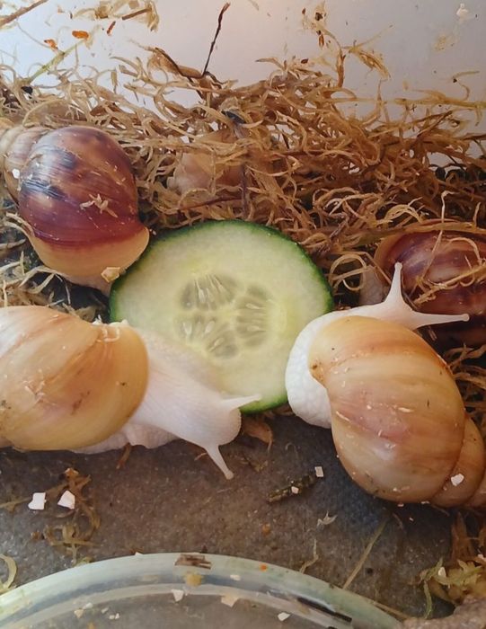 Улитки ахатины и архахатины