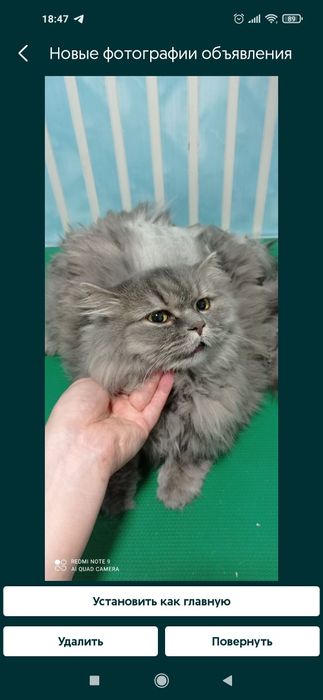 Стрижка, вычес, экспресс линька, купка и выгул животных